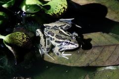 Lithobates forreri