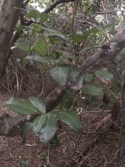 Coccoloba diversifolia