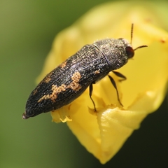 Acmaeodera setosa