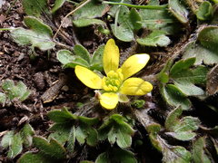 Ranunculus foliosus