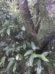 Sideroxylon foetidissimum