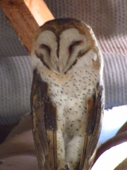 Tyto alba tuidara