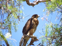Parabuteo unicinctus unicinctus