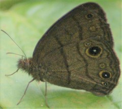 Hermeuptychia harmonia