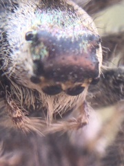 Paraphidippus aurantius