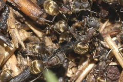 Camponotus rubrithorax