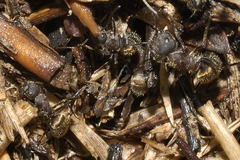 Camponotus rubrithorax
