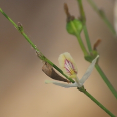 Carlowrightia arizonica