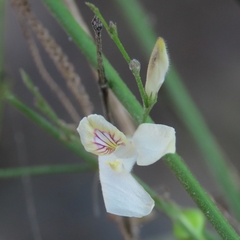 Carlowrightia arizonica