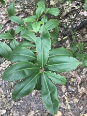 Ardisia