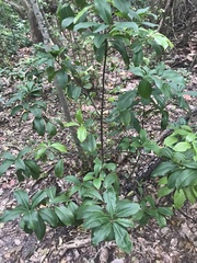 Ardisia
