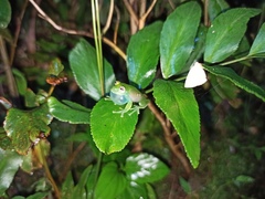 Vitreorana uranoscopa