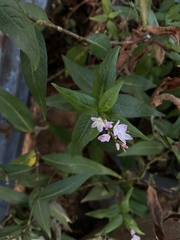 Persicaria odorata
