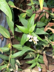 Persicaria odorata