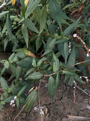 Persicaria odorata