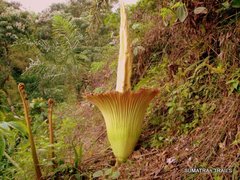 Amorphophallus titanum