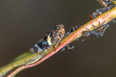 Eurymeloides bicincta