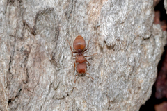 Meranoplus oceanicus