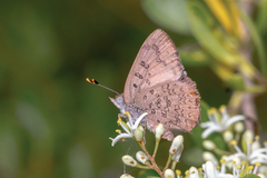 Paralucia pyrodiscus lucida