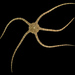 Ophiolepis elegans - Photo (c) bathyporeia, algunos derechos reservados (CC BY-NC-ND)