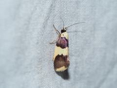 Telecrates laetiorella