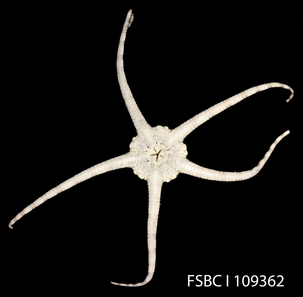 Elegant Brittle Star