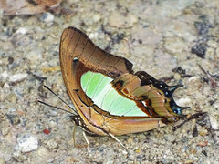 Polyura hebe