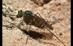 Liancalus virens