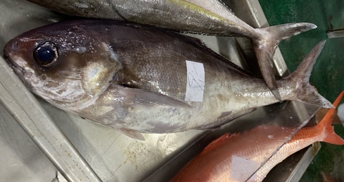 Japanese butterfish (Hyperoglyphe japonica) — Centrolophidae — 2