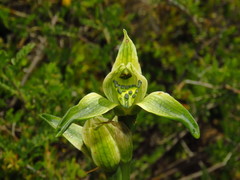 Chloraea viridiflora