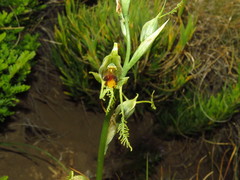 Bipinnula volkmannii