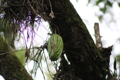 Parmentiera aculeata