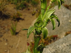 Chloraea viridiflora