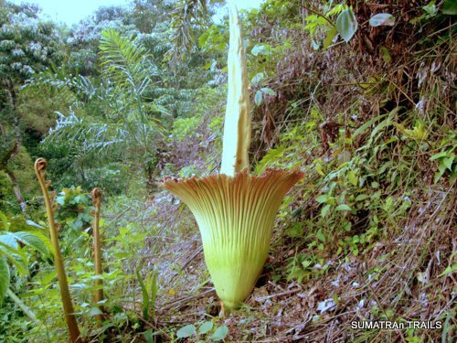 Bunga bangkai raksasa (Amorphophallus titanum)