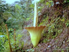 Amorphophallus titanum