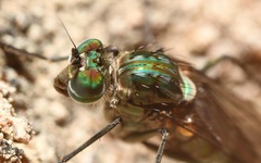 Liancalus virens