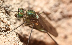 Liancalus virens