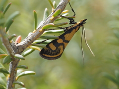 Metallarcha beatalis