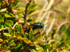 Conognatha