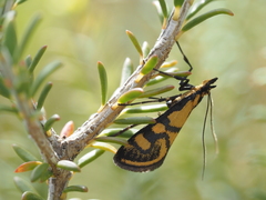 Metallarcha beatalis