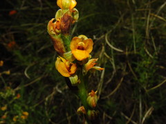 Chloraea bidentata