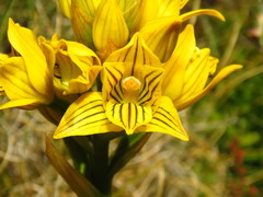 Chloraea nudilabia