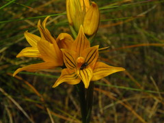 Chloraea nudilabia