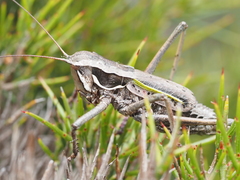 Psacadonotus insulanus