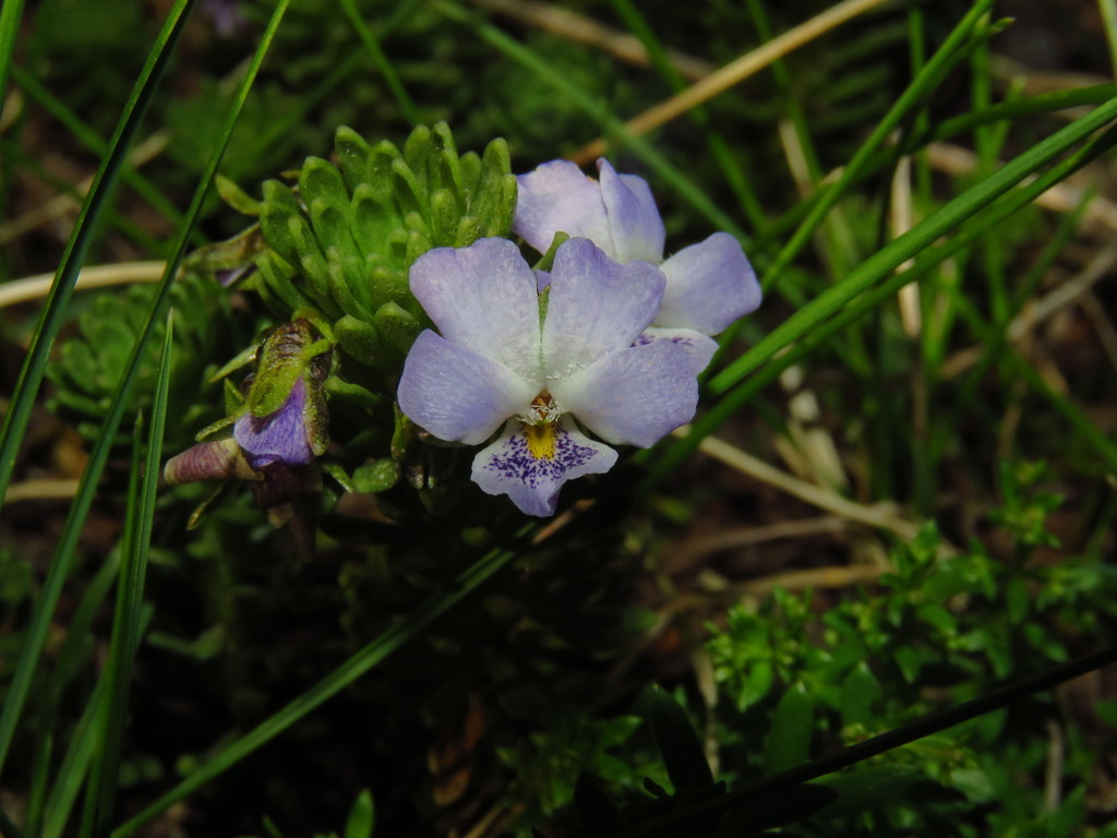 Ericoidium