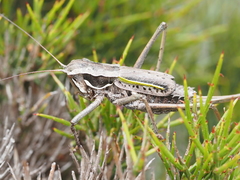 Psacadonotus insulanus