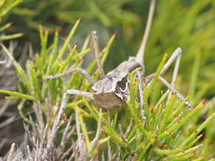 Psacadonotus insulanus