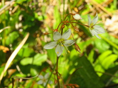 Lysimachia sertulata
