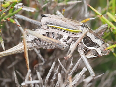 Psacadonotus insulanus