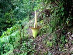Amorphophallus titanum